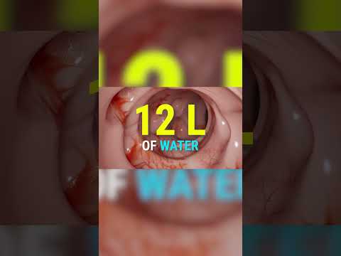 Some of the main functions of the colon